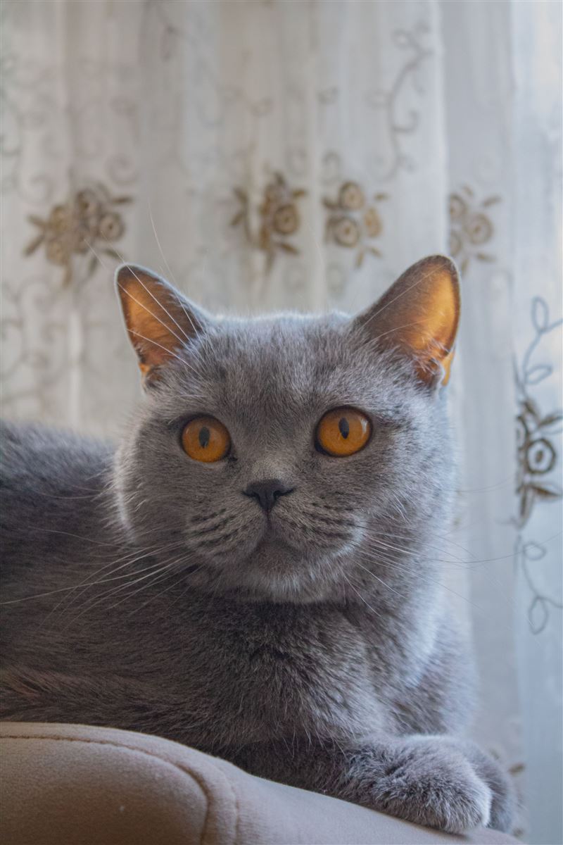 可爱的猫咪